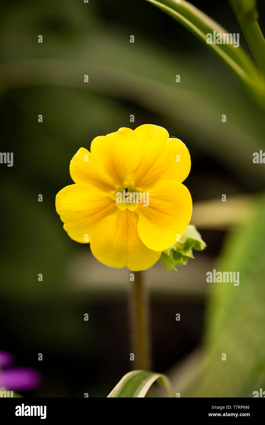 single yellow flower Stock Photo