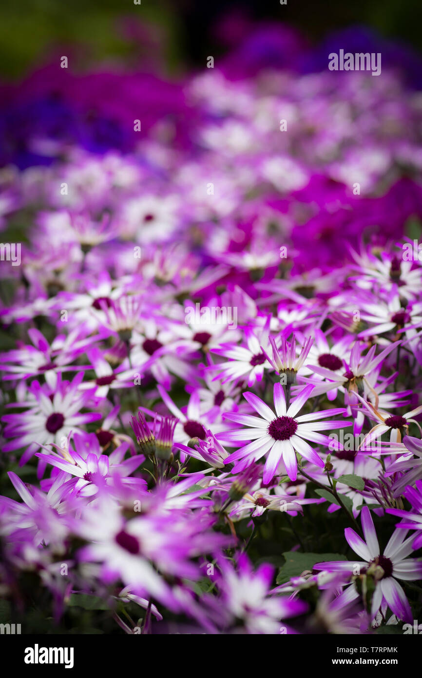 bi-colored Senetti daisies with purple and white petals Stock Photo