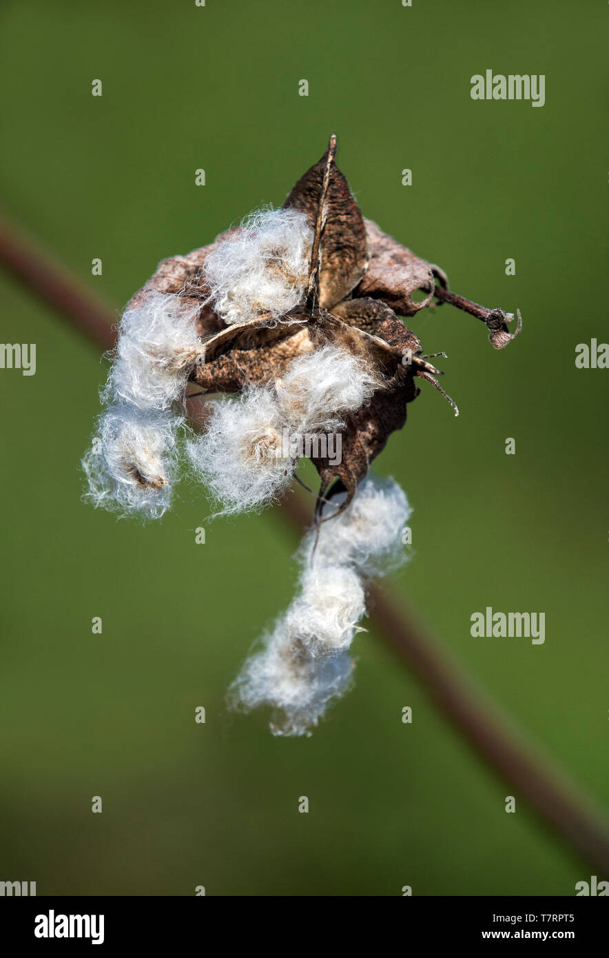 Mature seedpods of Galapagos cotton (Gossypium barbadense var. darwinii), Mallows family (Malvaceae), Floreana  Island, Galapagos Islands, Ecuador Stock Photo