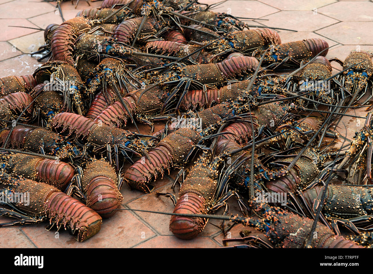 Fresh Lobster catch at fish market in Puerto Ayora Santa Cruz