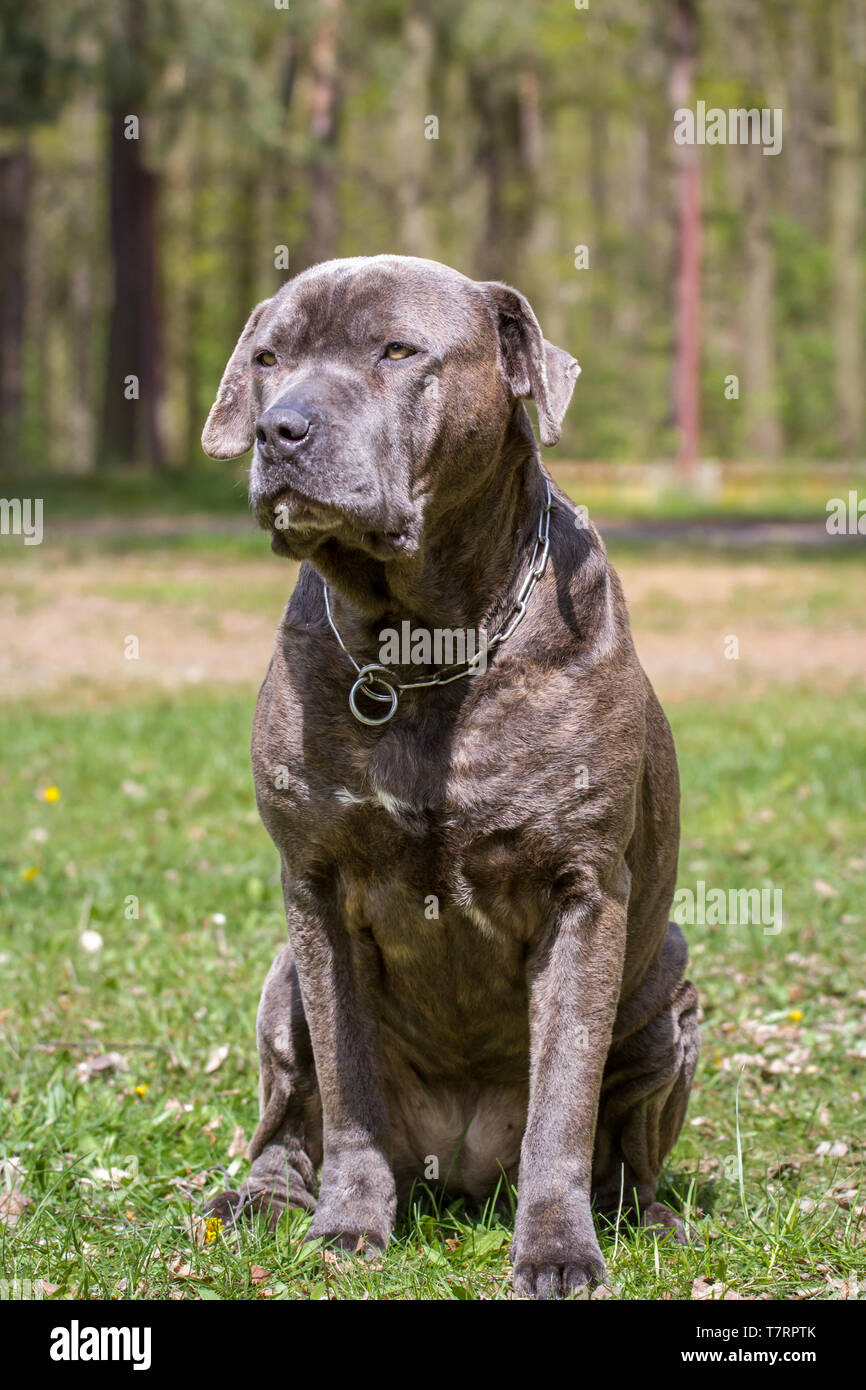 Blue brindle Bandog female Stock Photo