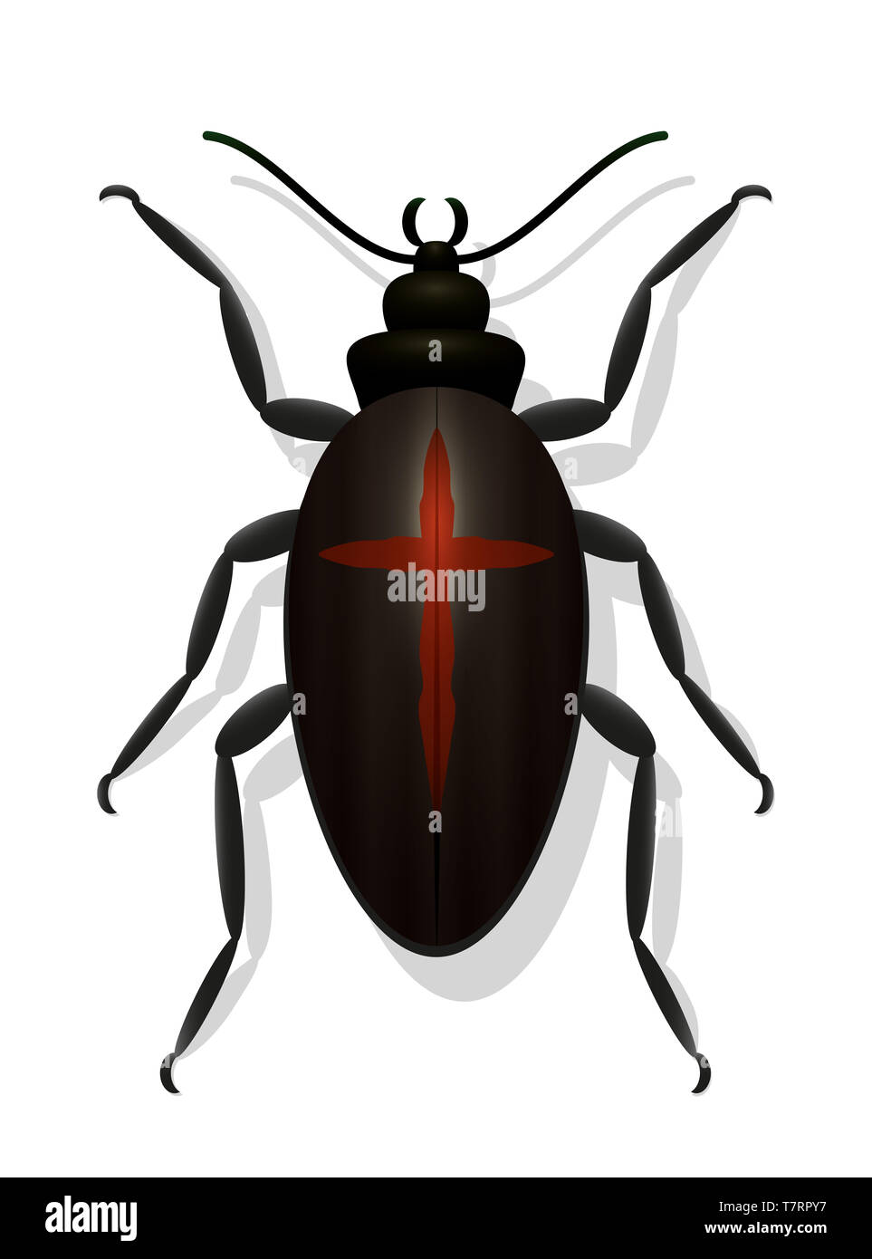 Black bug with red cross. Black widow beetle. Symbolic for dangerous, toxic, poisonous insects or for decline in insect populations. Stock Photo