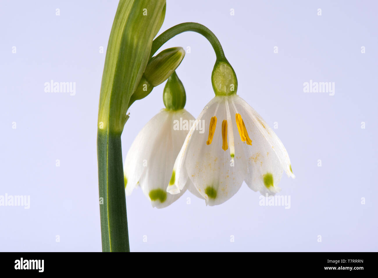 Summer snowflake or Loddon lily, Leucojum aestivum, studio image buds and flower section on spike cluster, Berkshire, April Stock Photo