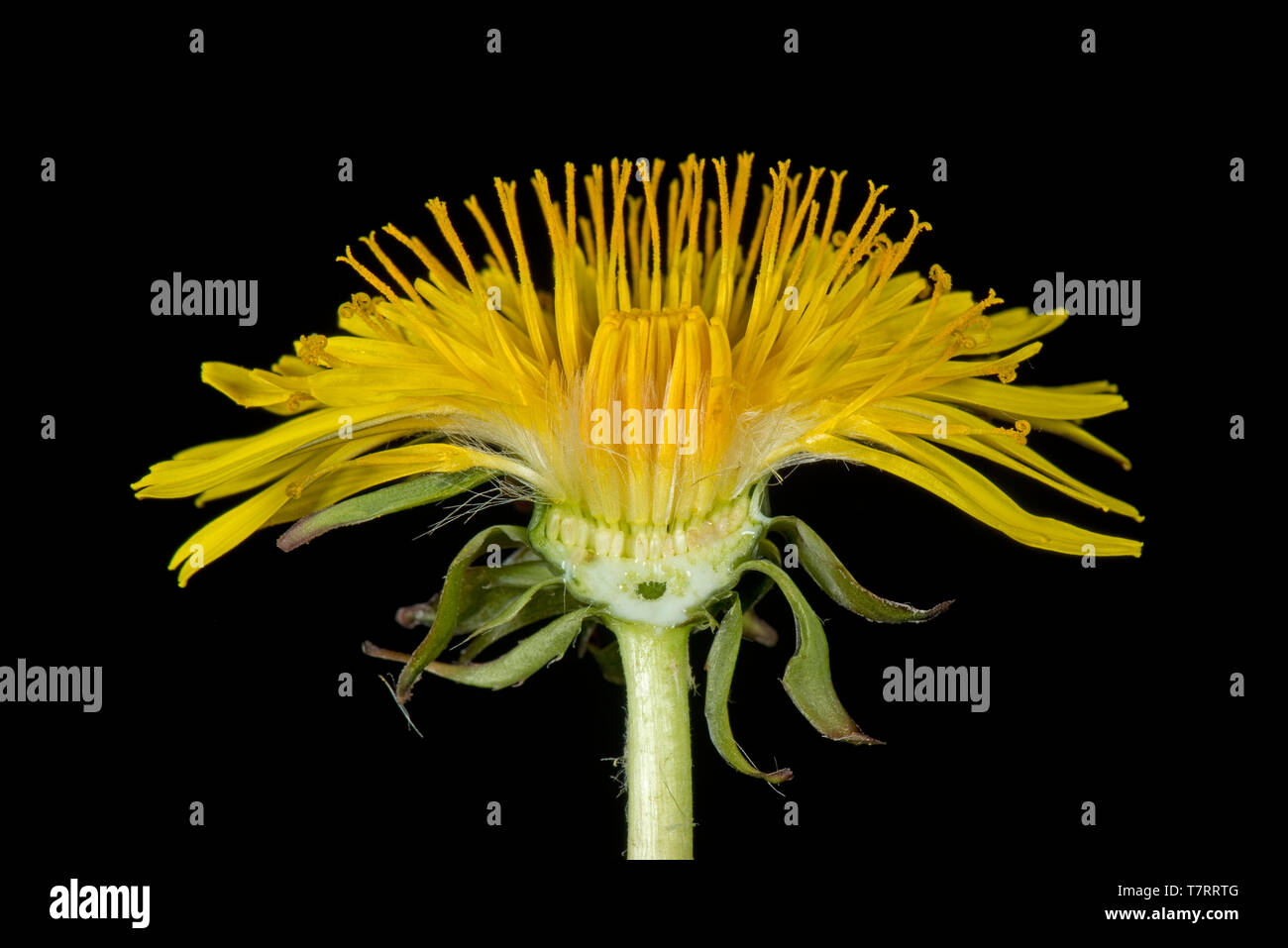 Studio image of a dandelion (Taraxacum officinale) yellow flower section to show composite structure of florets Stock Photo