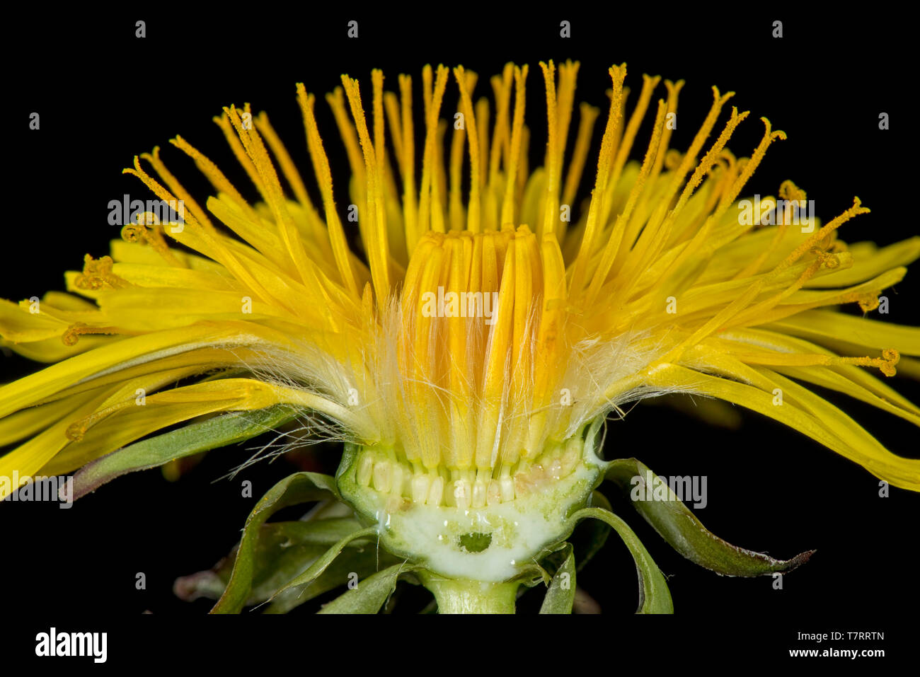 Studio image of a dandelion (Taraxacum officinale) yellow flower section to show composite structure of florets Stock Photo