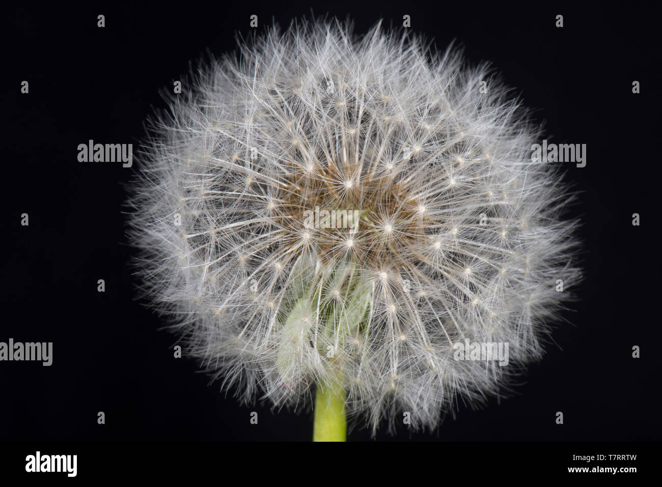 Studio image of a dandelion (Taraxacum officinale) seed head showing pappus, beak and achene for wind dispersal Stock Photo