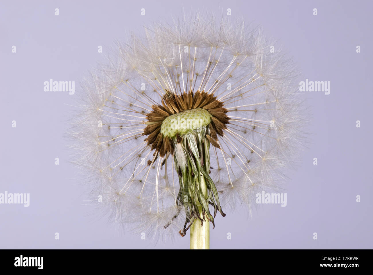 Studio image of a dandelion (Taraxacum officinale) seed head showing pappus, beak and achene for wind dispersal Stock Photo