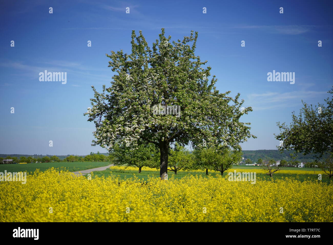 Yellow spring tree hi-res stock photography and images - Alamy