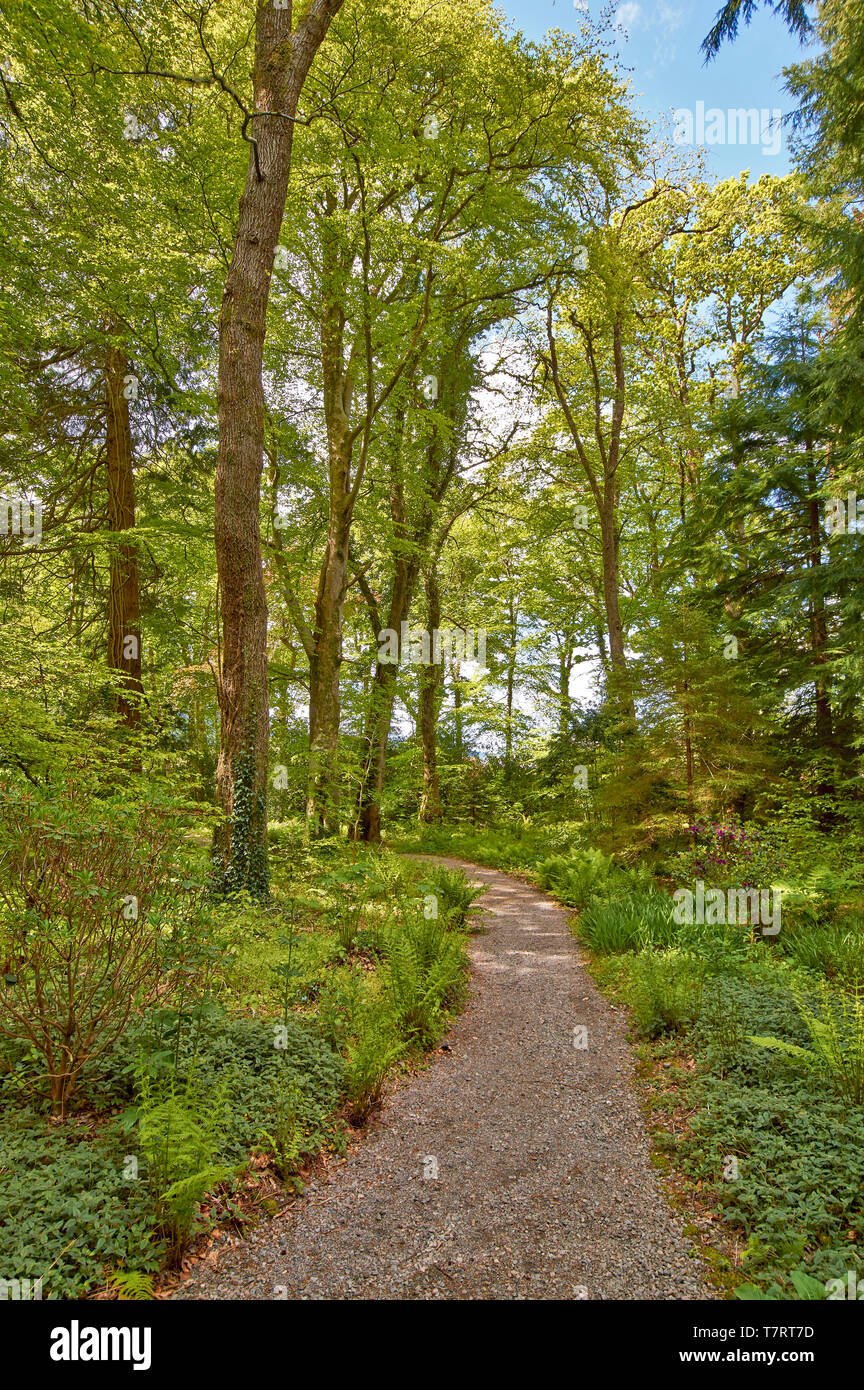 ATTADALE GARDENS STRATHCARRON WESTER ROSS SCOTLAND  IN SPRING TREE AND FERN LINED PATHWAY Stock Photo