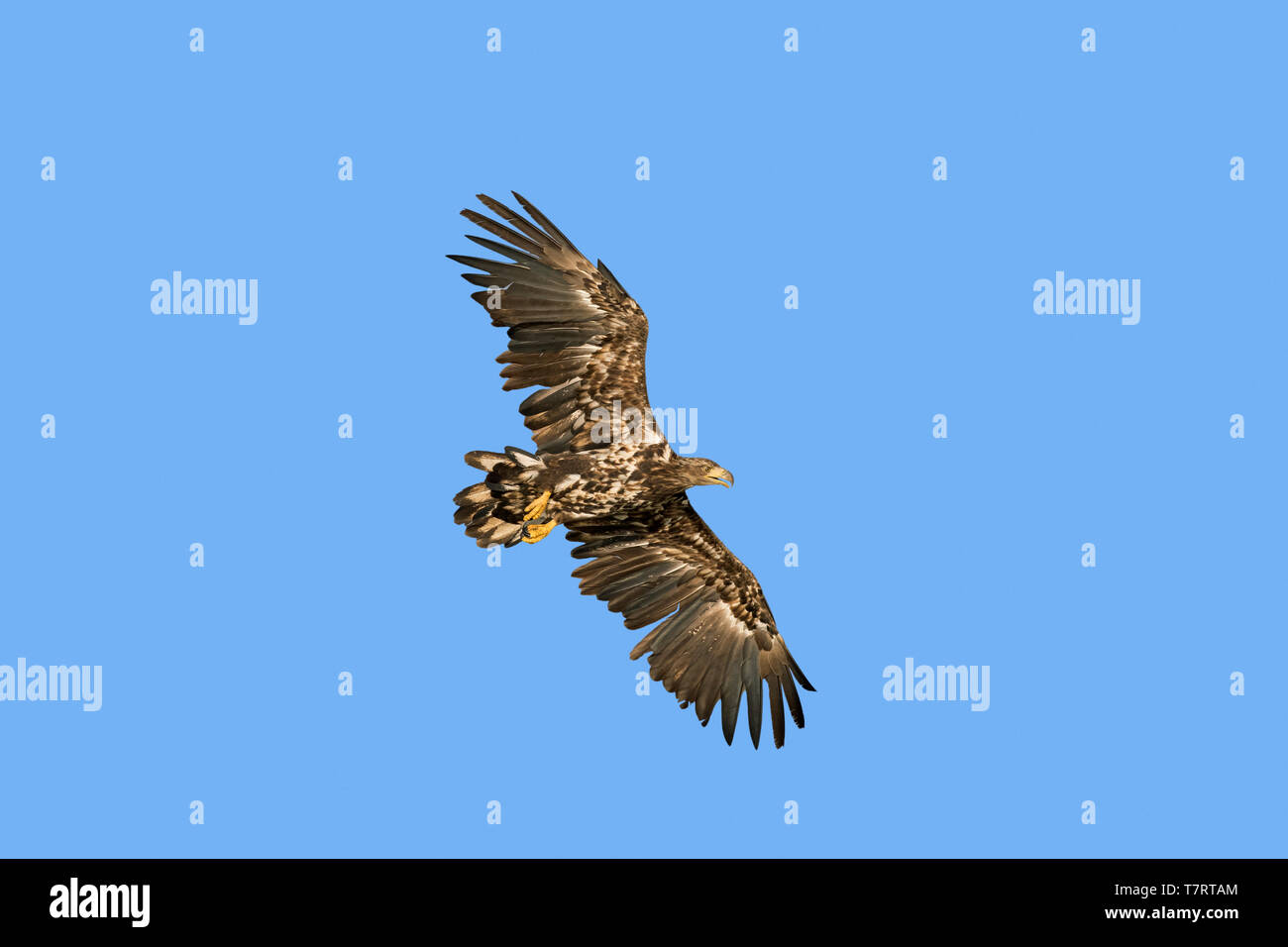 White-tailed eagle / sea eagle / erne (Haliaeetus albicilla) juvenile in flight soaring against blue sky Stock Photo