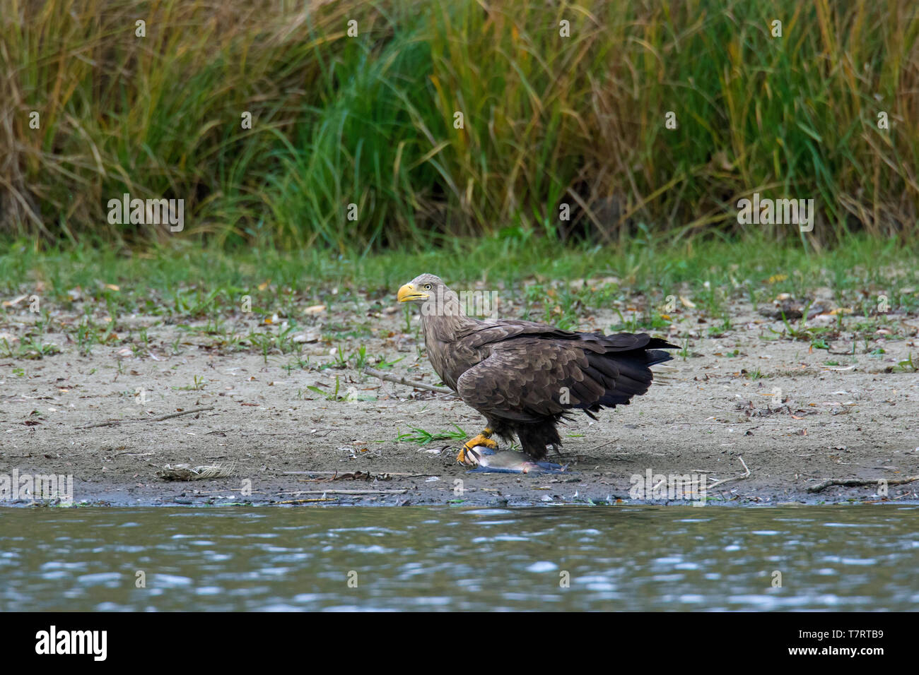 White-tailed eagle / sea eagle / erne (Haliaeetus albicilla) eating caught fish on lake bank / shore Stock Photo