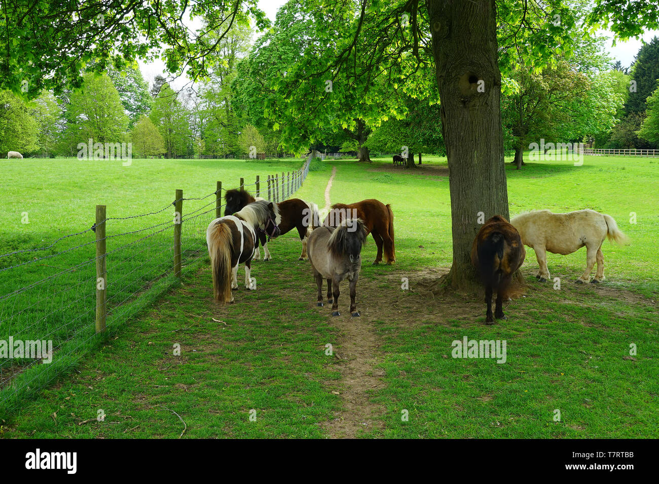 Young Shetland ponies at Lamer Park Stock Photo