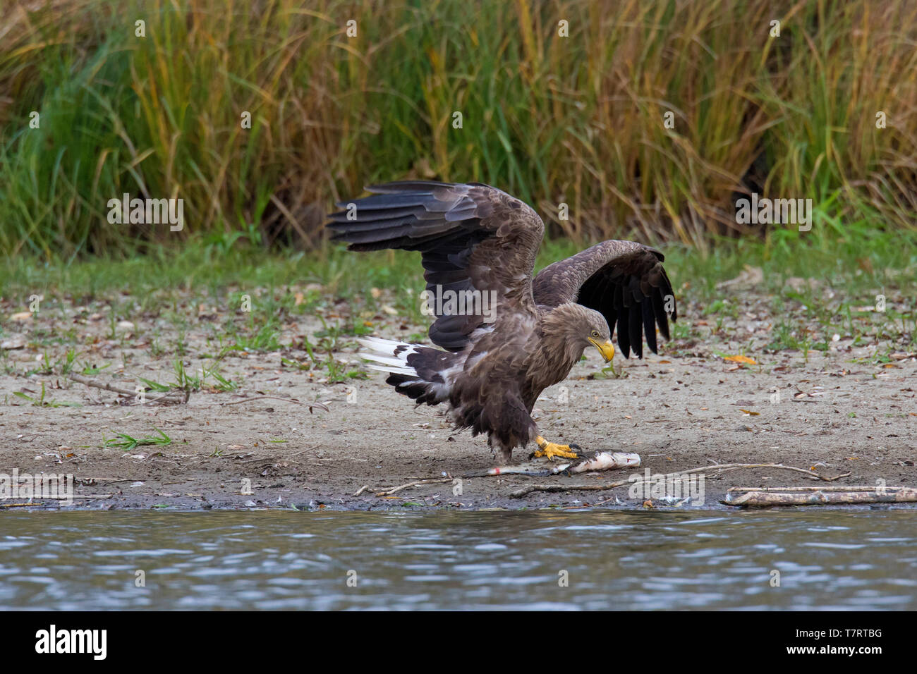 White tailed Eagle Sea Eagle Erne Haliaeetus Albicilla Eating 