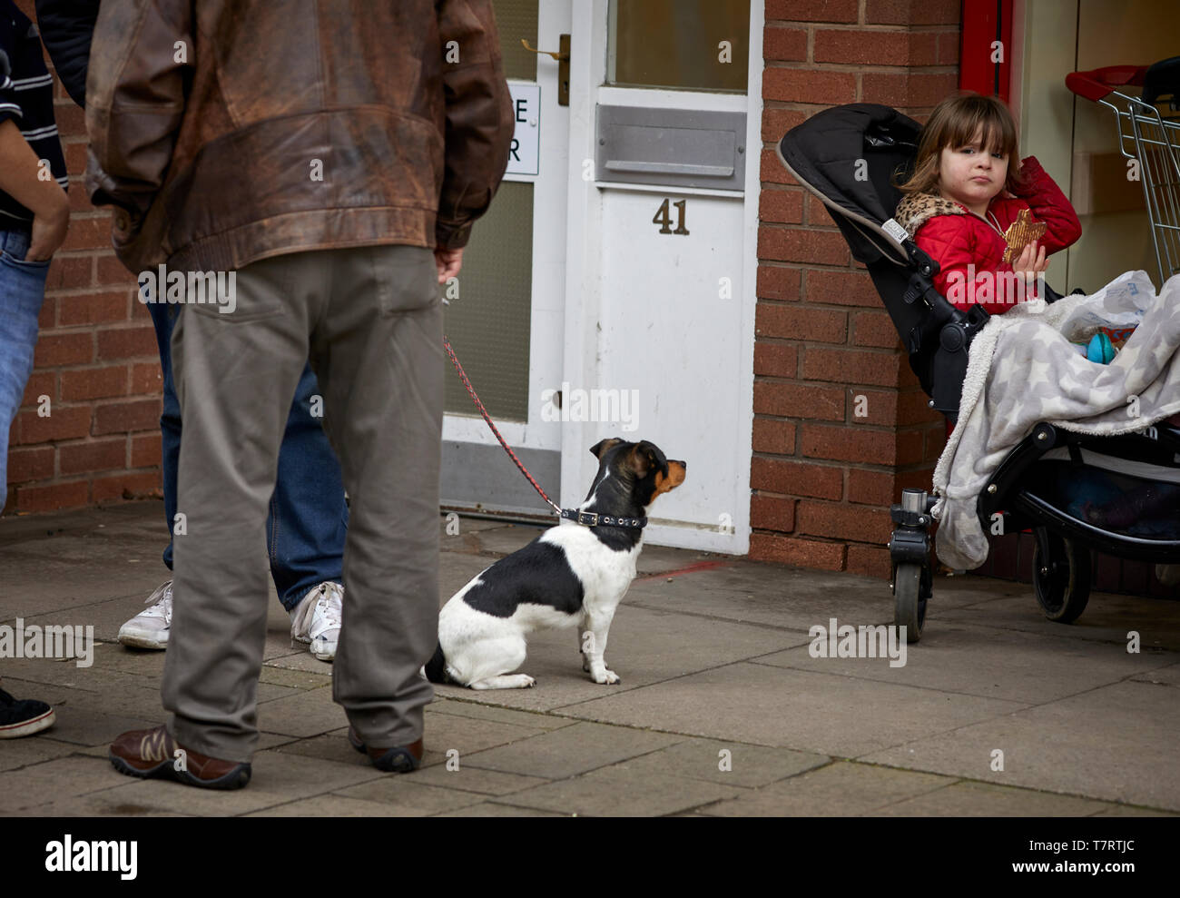 Market Drayton market town in north Shropshire, England. Cheshire Street dog eyes up childs lolly Stock Photo