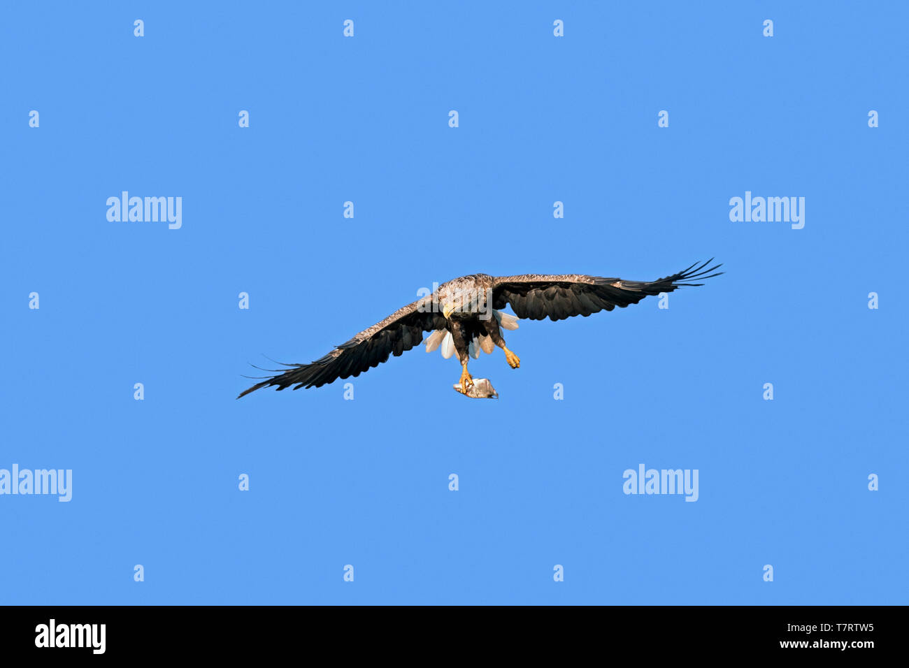 3,187 Eagle Claw Stock Photos, High-Res Pictures, and Images