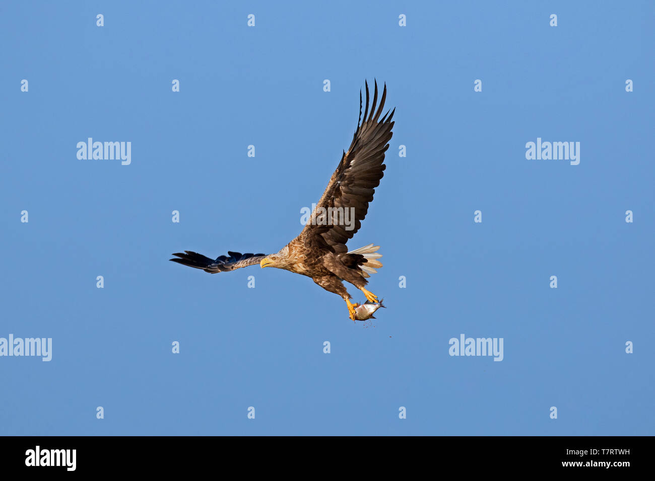 White-tailed eagle / sea eagle / erne (Haliaeetus albicilla) in flight with caught fish from lake in its talons Stock Photo