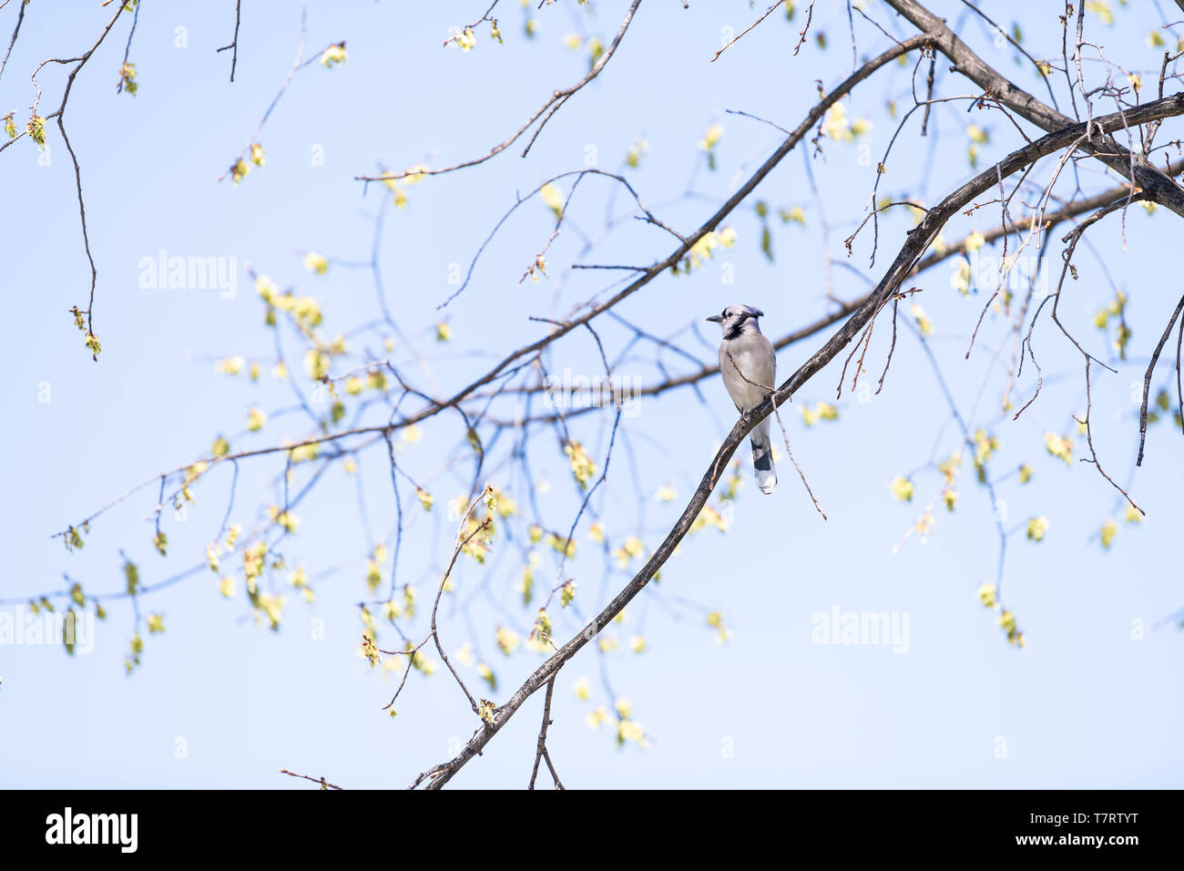 One blue jay bird sitting perched on top of sakura, cherry blossom tree branch by flowers in Washington, DC isolated against blue sky Stock Photo