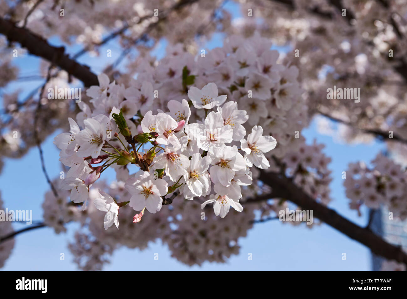 Cherry blossom at the Gantry State park Stock Photo