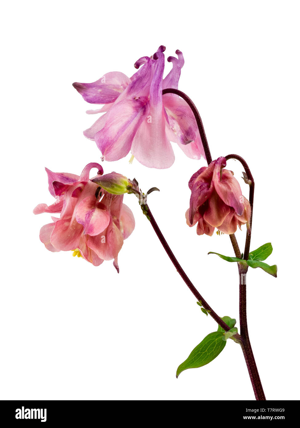 Pink, self seeded columbine, Aquilegia vulgaris hybrid on a white background Stock Photo