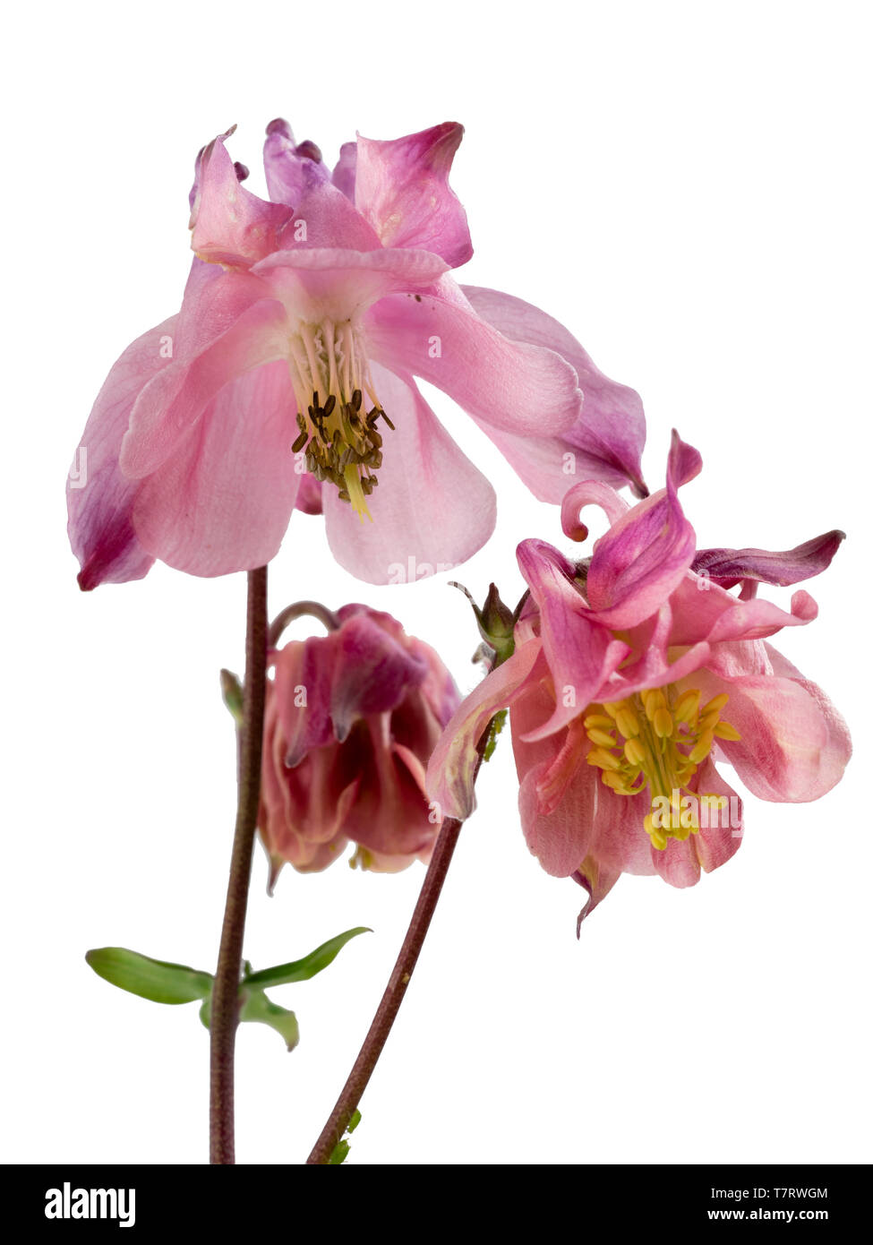 Pink, self seeded columbine, Aquilegia vulgaris hybrid on a white background Stock Photo