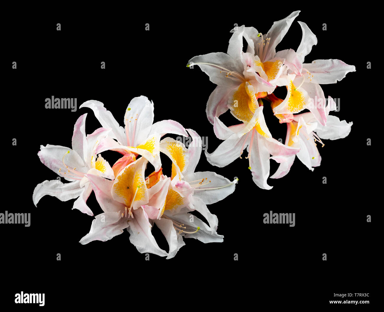 Flower trusss of the scented, spring blooming deciduous azalea, Rhododendron 'Exquisite' on a black background Stock Photo