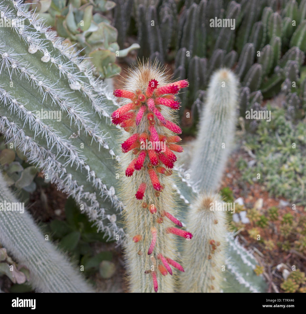 Detail of big cactus - cleistocactus dependens in botanical garden Stock Photo