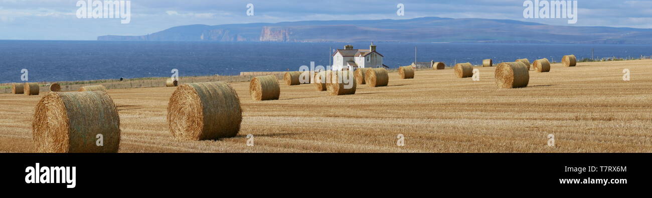 Hay bales in sunshine in Caithness, Scotland, UK, with the island of Hoy, part of the Orkney Archipelago, in the background Stock Photo
