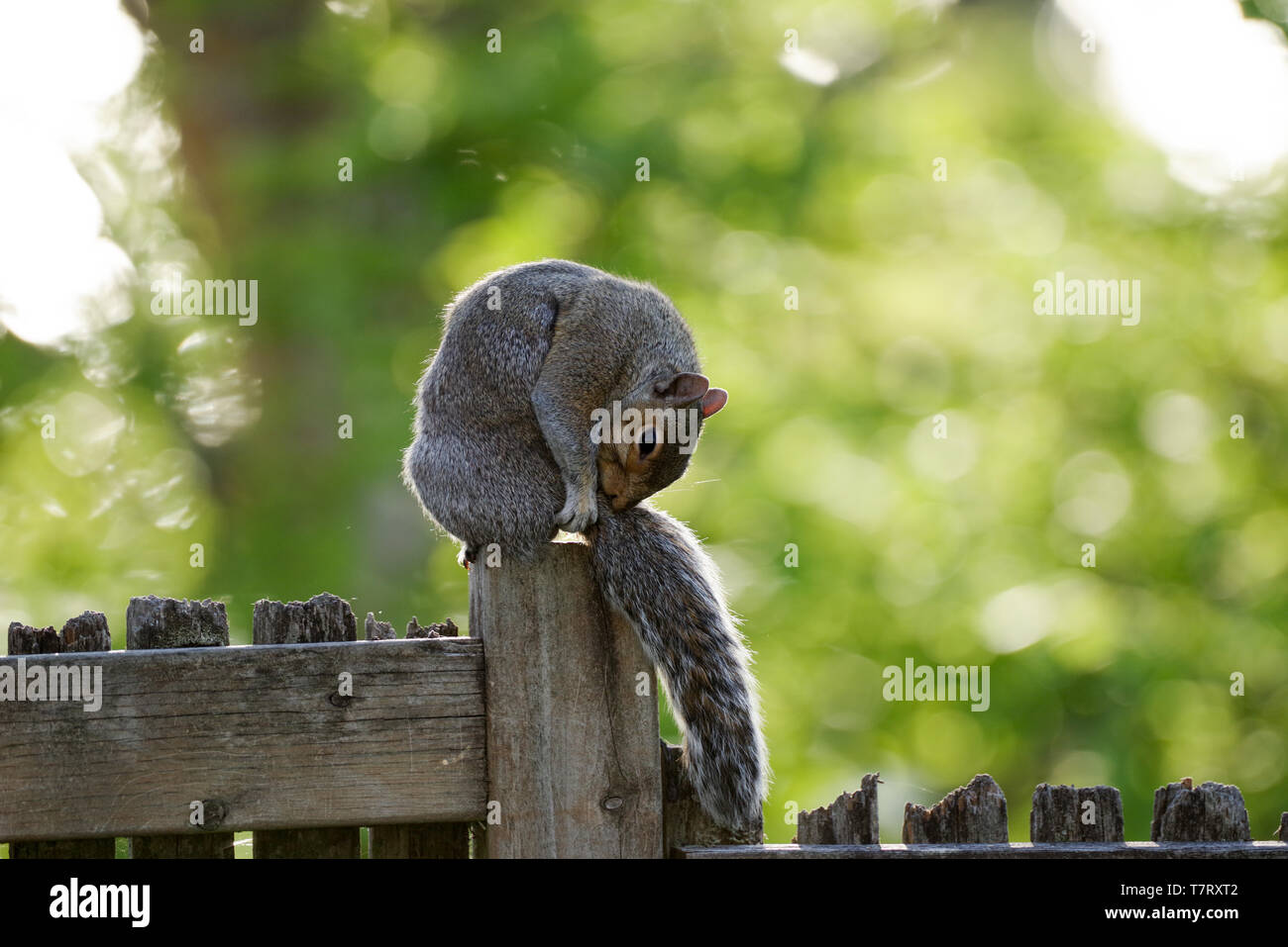 Cute squirrel sitting on a garden fence in Edmonds - Seattle, Washington State, USA Stock Photo