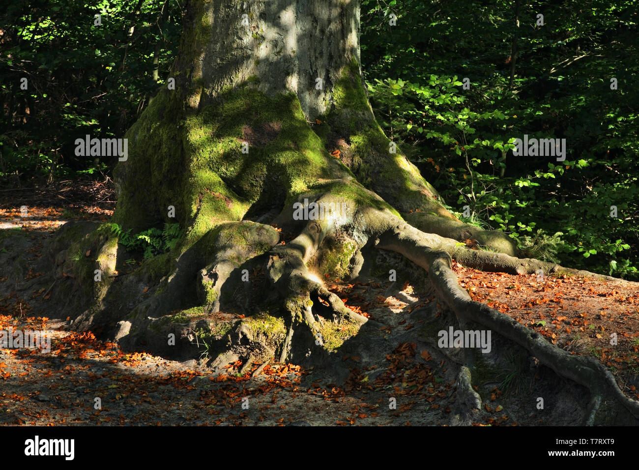 Root of tree at Bohemian Switzerland - Elbe Sandstone Mountains near ...
