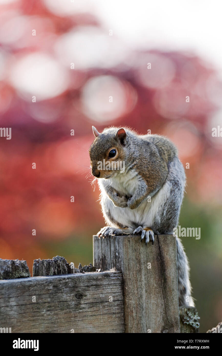 Cute squirrel sitting on a garden fence in Edmonds - Seattle, Washington State, USA Stock Photo