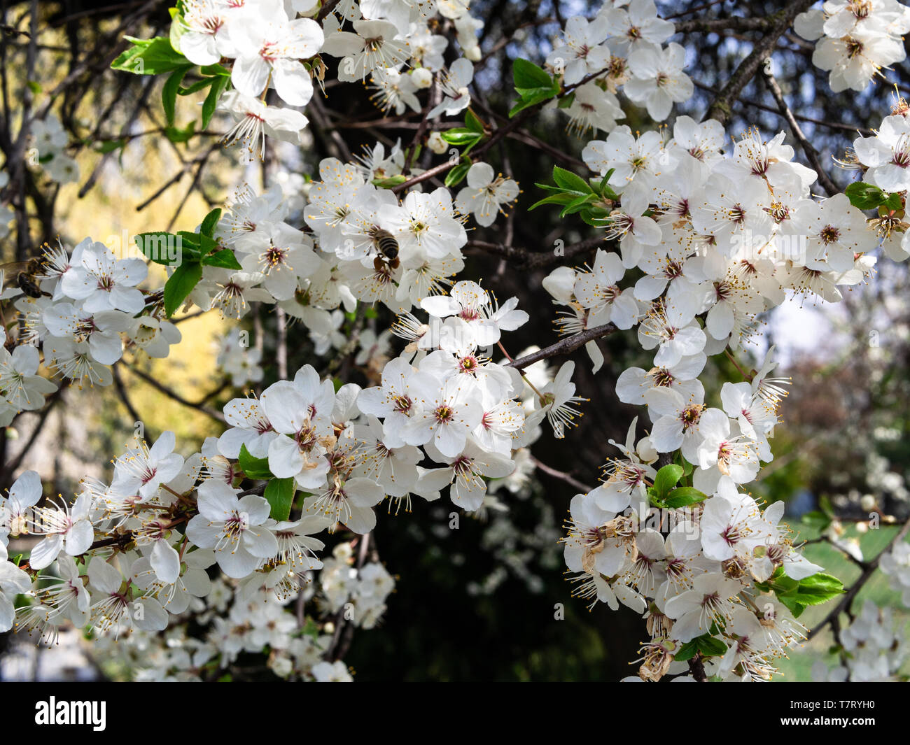 White mirabelle flowers. Shot of a blossoming mirabelle tree. Spring