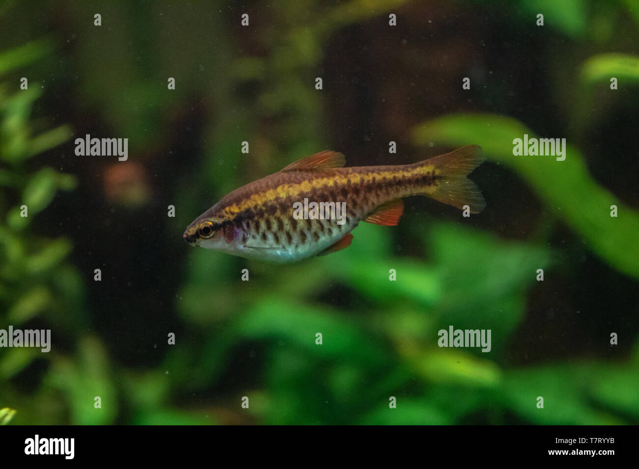 Aquarium fish cherry barb Puntius titteya freshwater Barbus Stock Photo