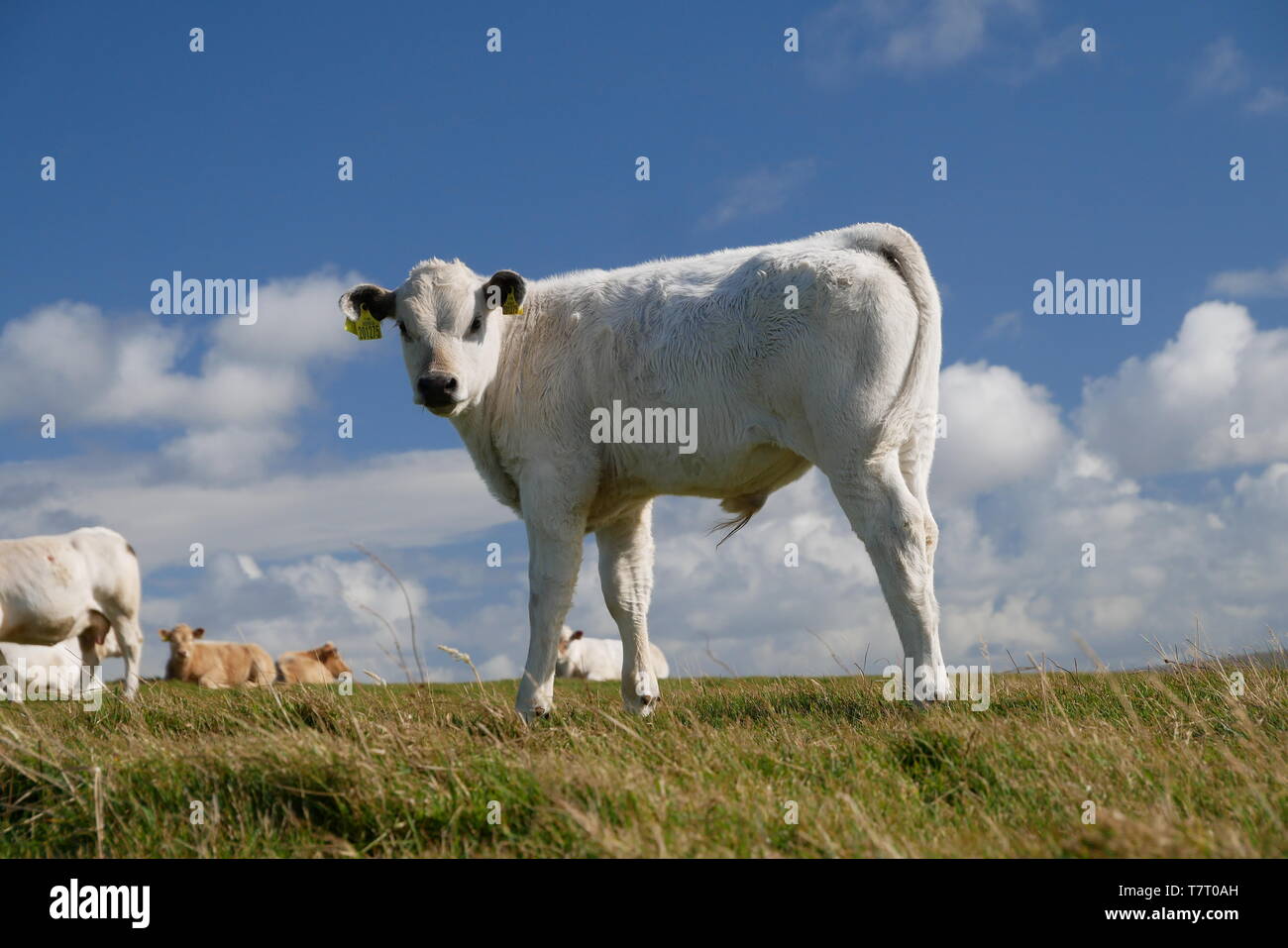 Dairy cows on Mainland Orkney, Scotland, UK, against a blue sky with white clouds Stock Photo