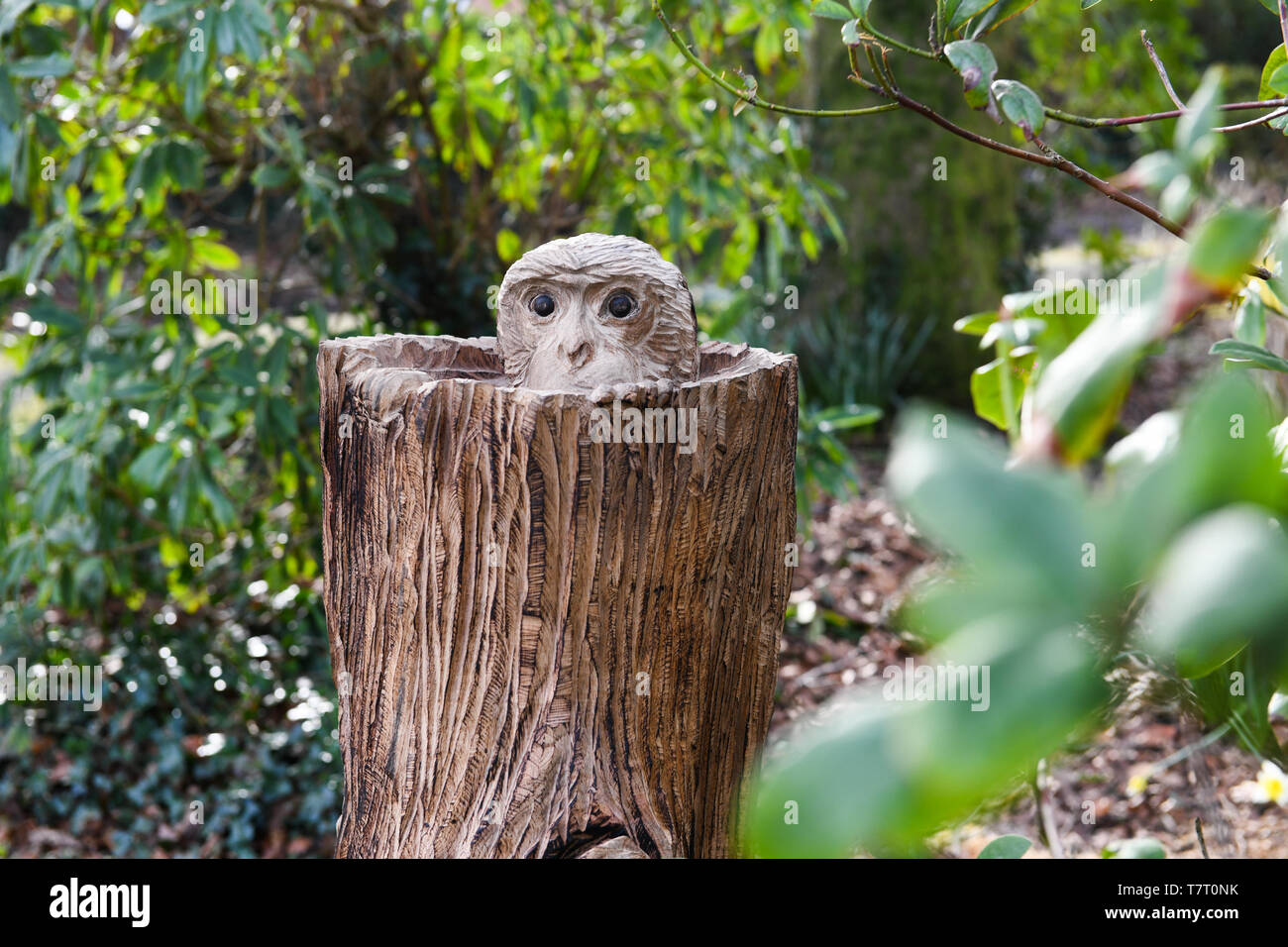 Swansea, 1st March 2019 The wooden carving of two monkeys that has