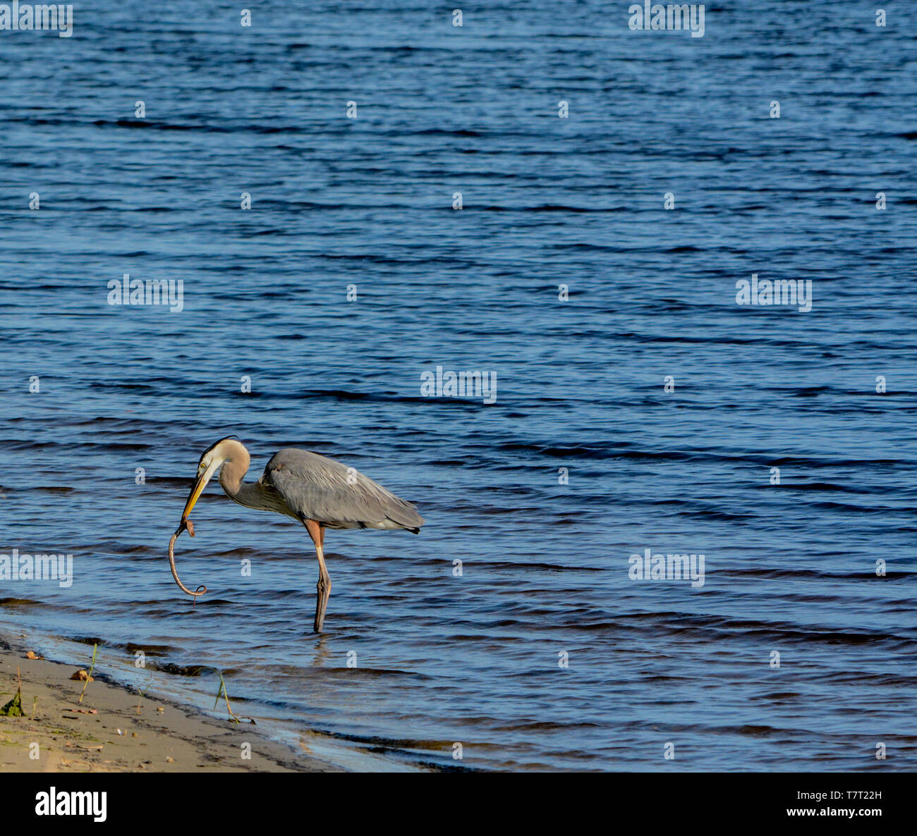Great Blue Heron killing and eating a Boa snake. At Okeechobee lake
