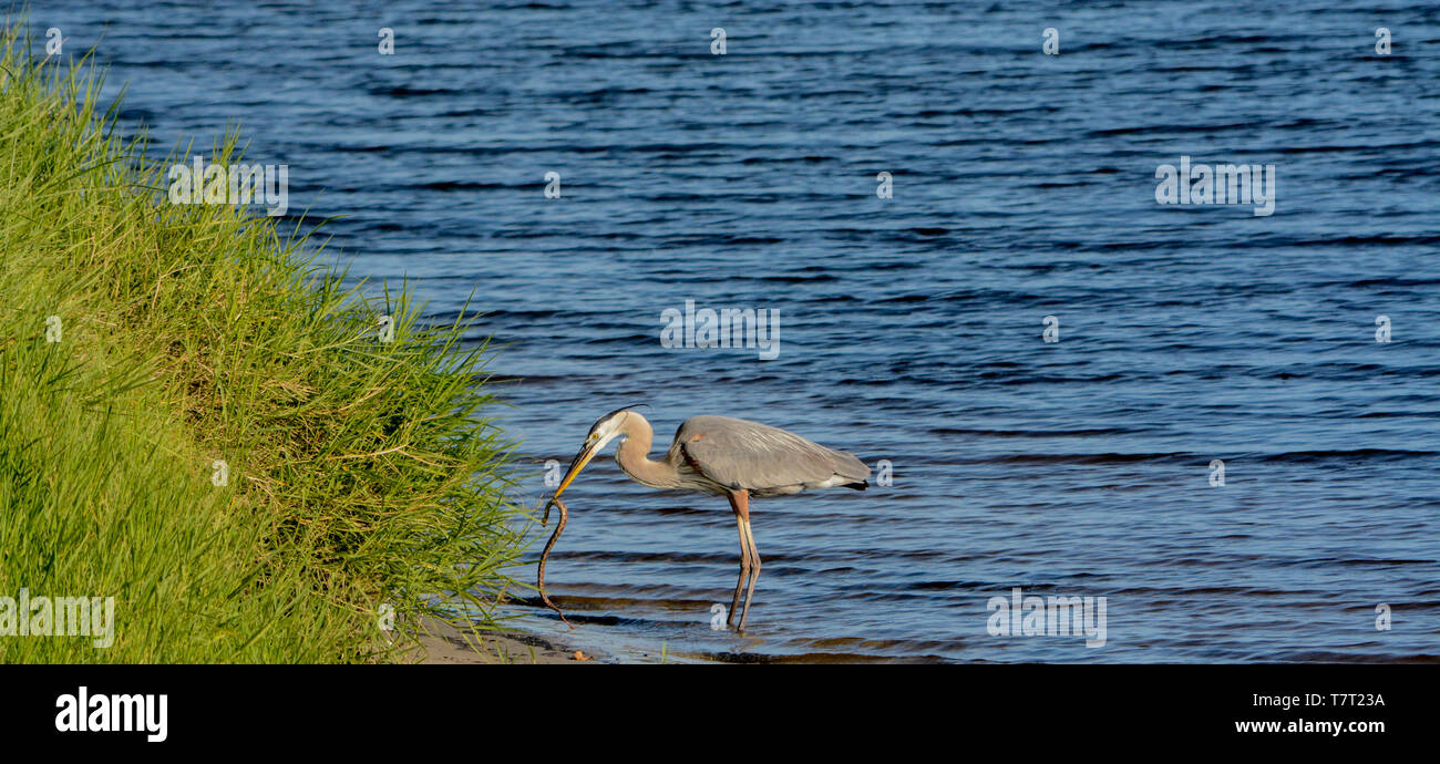 Great Blue Heron killing and eating a Boa snake. At Okeechobee lake