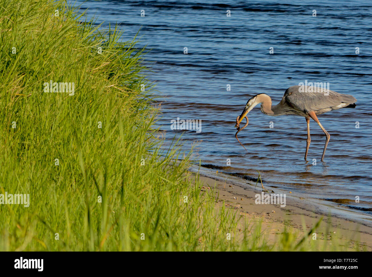 Great Blue Heron killing and eating a Boa snake. At Okeechobee lake, Okeechobee County, Okeechobee Florida, USA Stock Photo