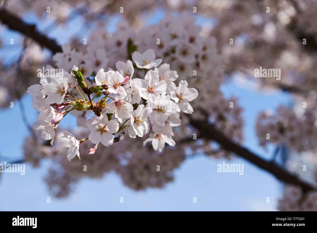 Cherry blossom at the Gantry State park Stock Photo