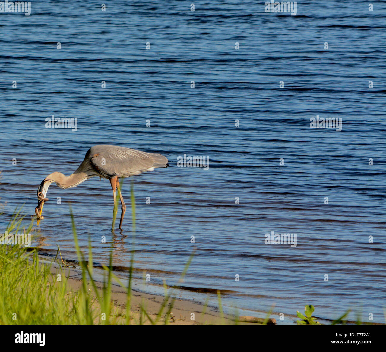 Great Blue Heron killing and eating a Boa snake. At Okeechobee lake