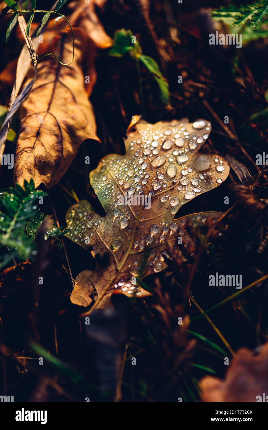 Autumn oak leaf with drops on surface after rain Stock Photo