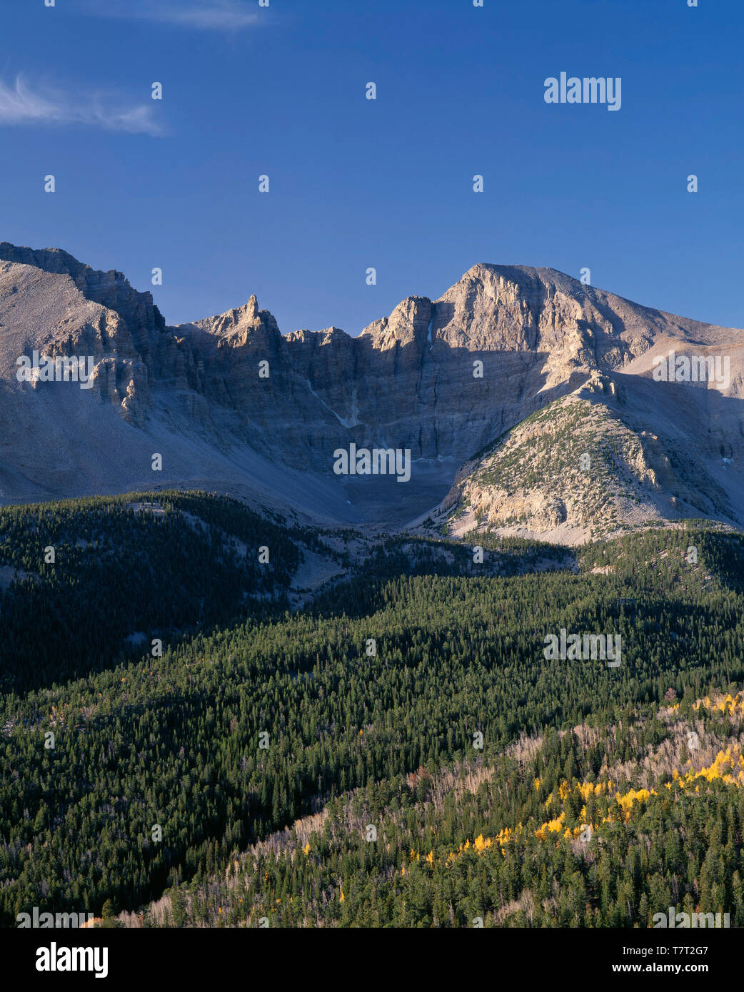USA, Nevada, Great Basin National Park, Jeff Davis Peak (left) and Wheeler Peak (right) tower above coniferous forest and scattered autumn aspen. Stock Photo