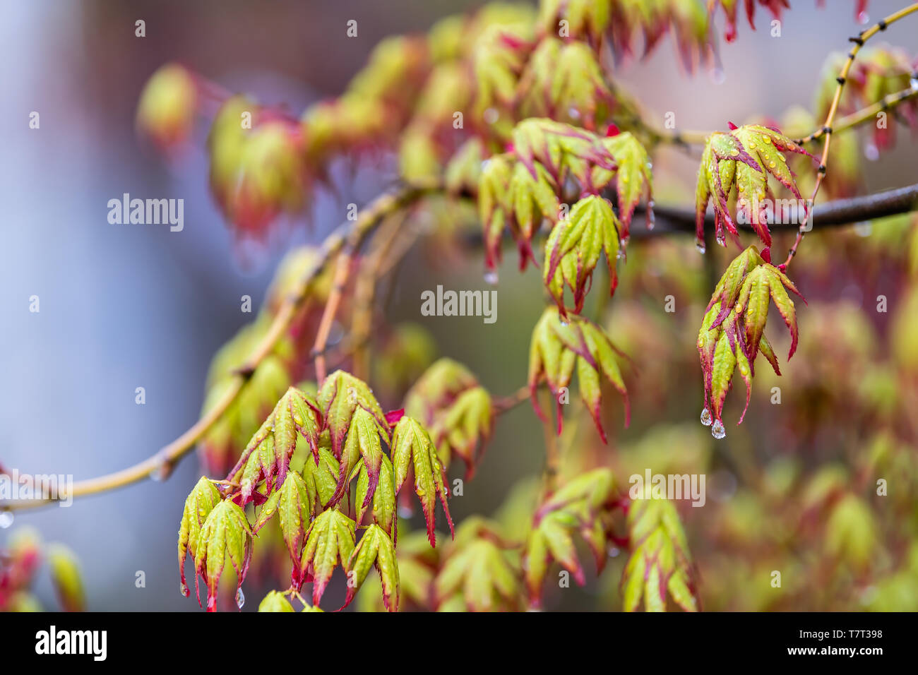 Vivid red japanese maple hi-res stock photography and images - Alamy