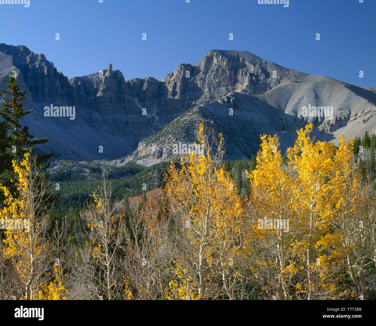 USA, Nevada, Great Basin National Park, Fall colors of quaking aspen beneath Jeff Davis Peak (center) and Wheeler Peak (right). Stock Photo