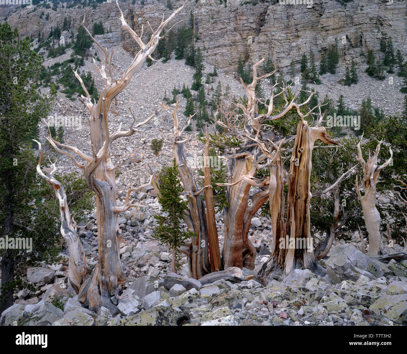 USA, Nevada, Great Basin National Park, Ancient bristlecone pine trees (Pinus longaeva) grow alongside quartzite boulders. Stock Photo