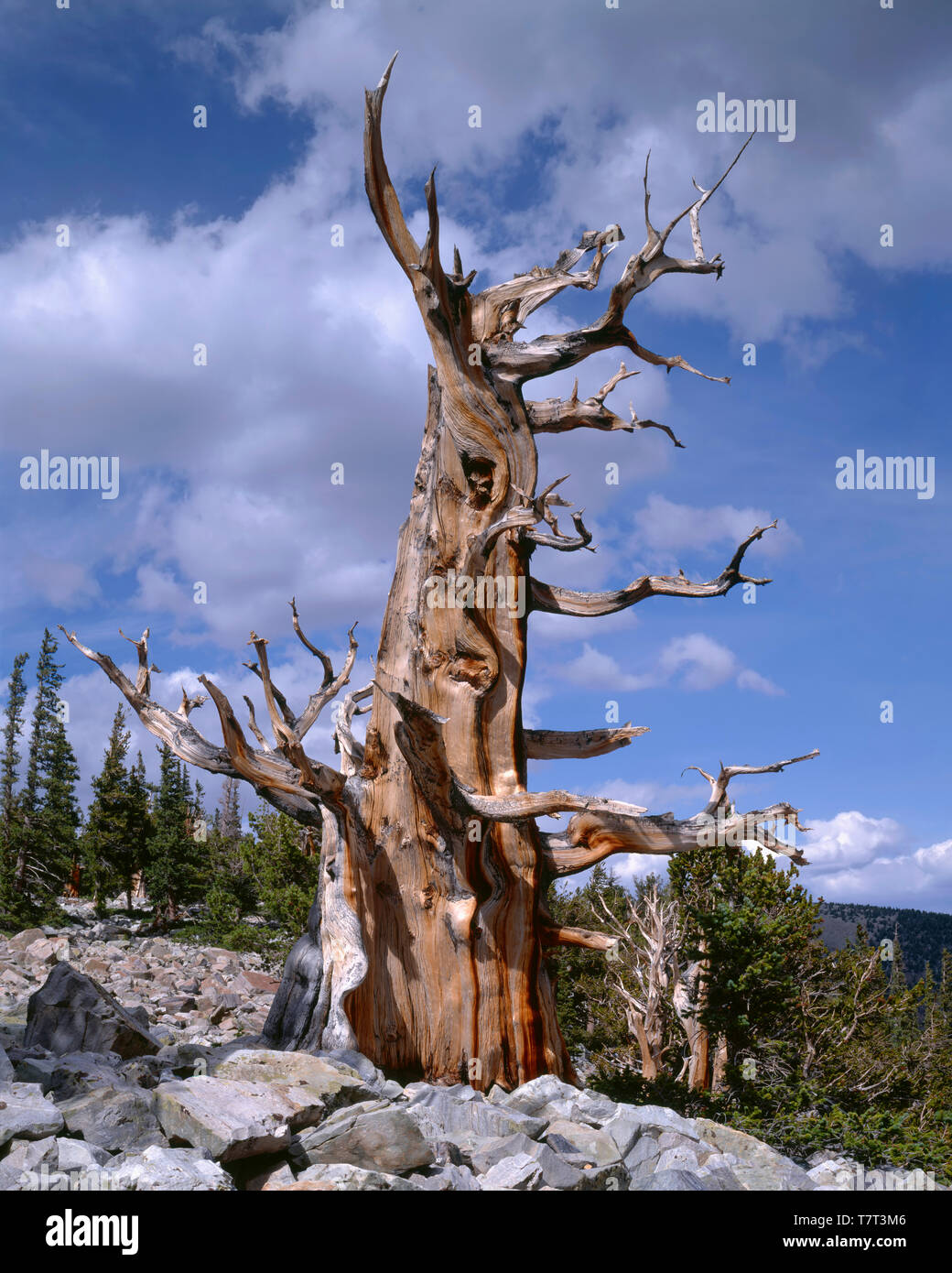 USA, Nevada, Great Basin National Park, Ancient bristlecone pine tree (Pinus longaeva) growing alongside quartzite boulders. Stock Photo