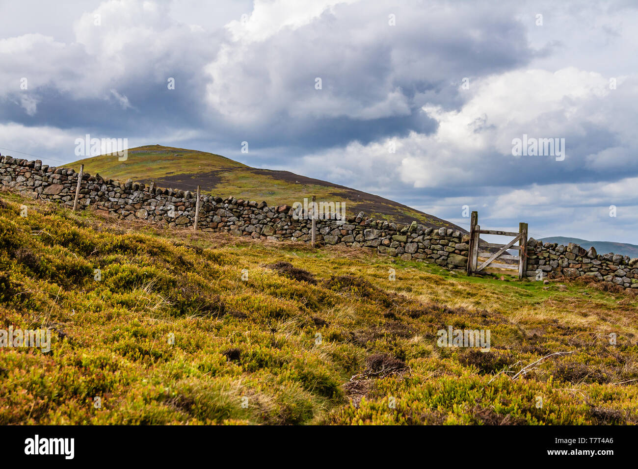 Yeavering Bell from Akeld Hill in the Cheviot Hills, Northumberland National Park, UK. May 2019. Stock Photo