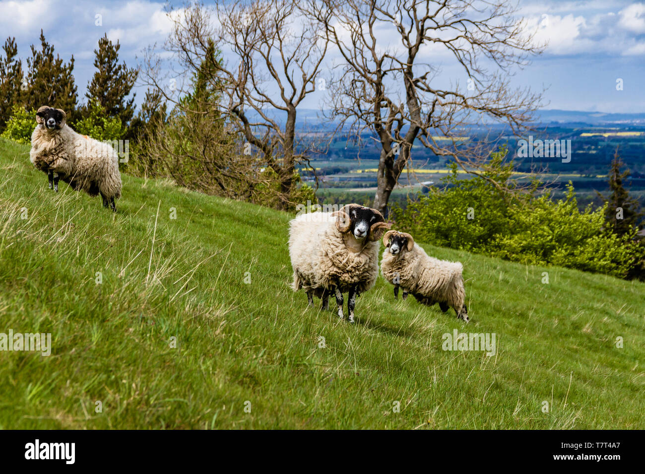 Three Blackfaced Sheep rams or tups in a steep hillside field on Harehope Hill in the Cheviots, Northumberland National Park, UK. May 2019. Stock Photo