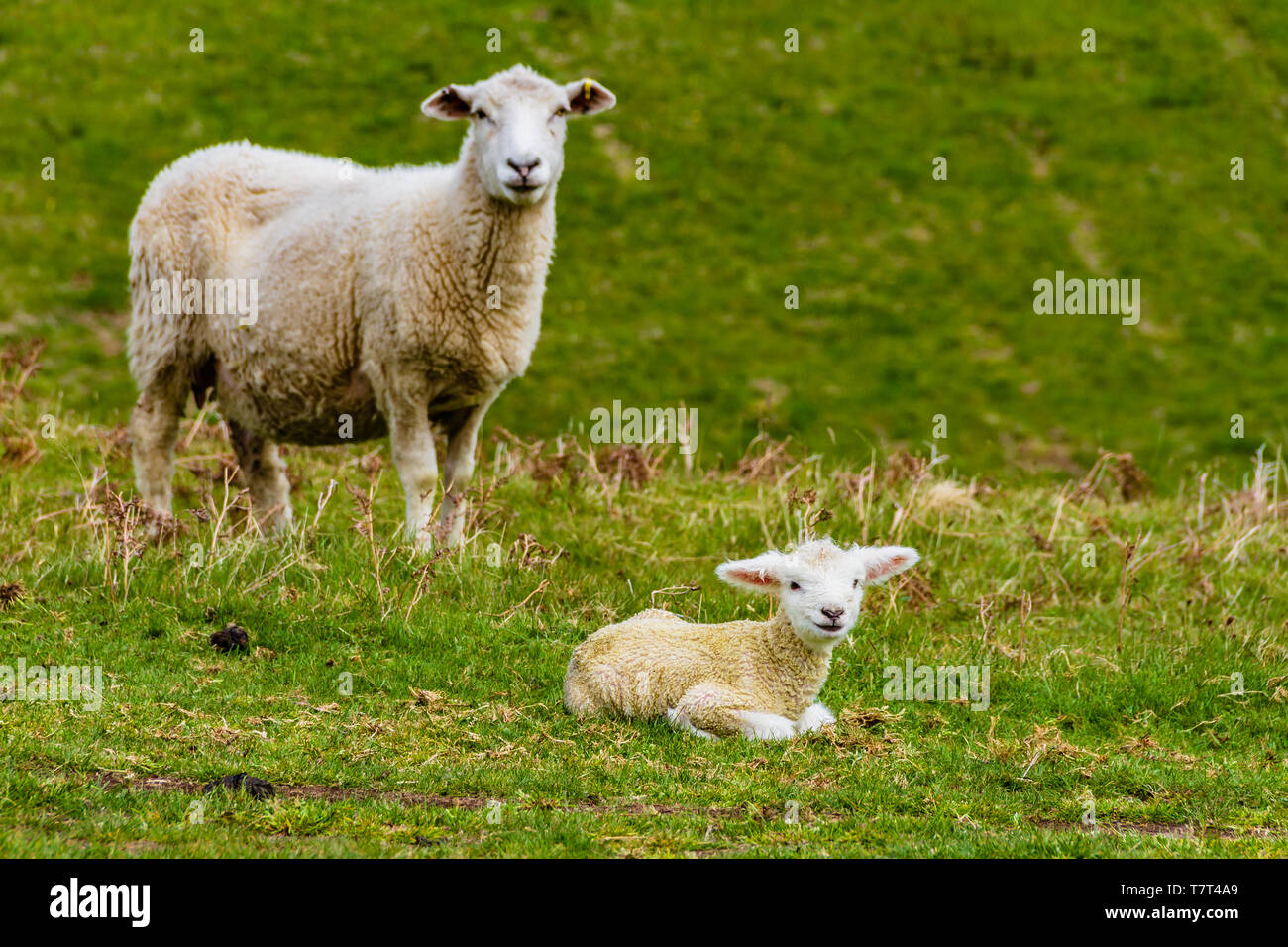 A sheep and young lamb in a grassy field, in the Cheviot Hills near Wooler, Northumberland, UK. May 2019. Stock Photo