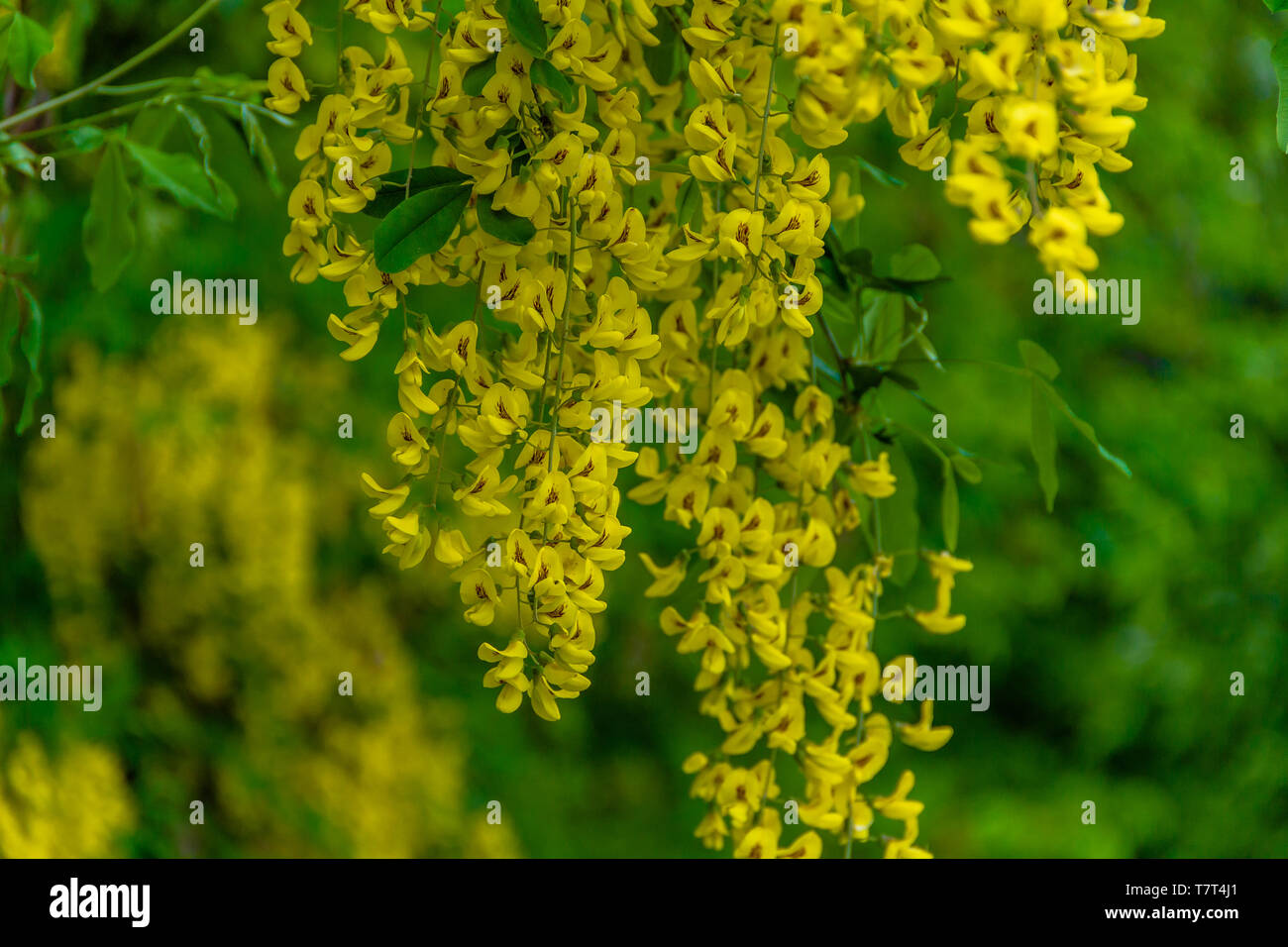 Laburnum Plants High Resolution Stock Photography and Images - Alamy