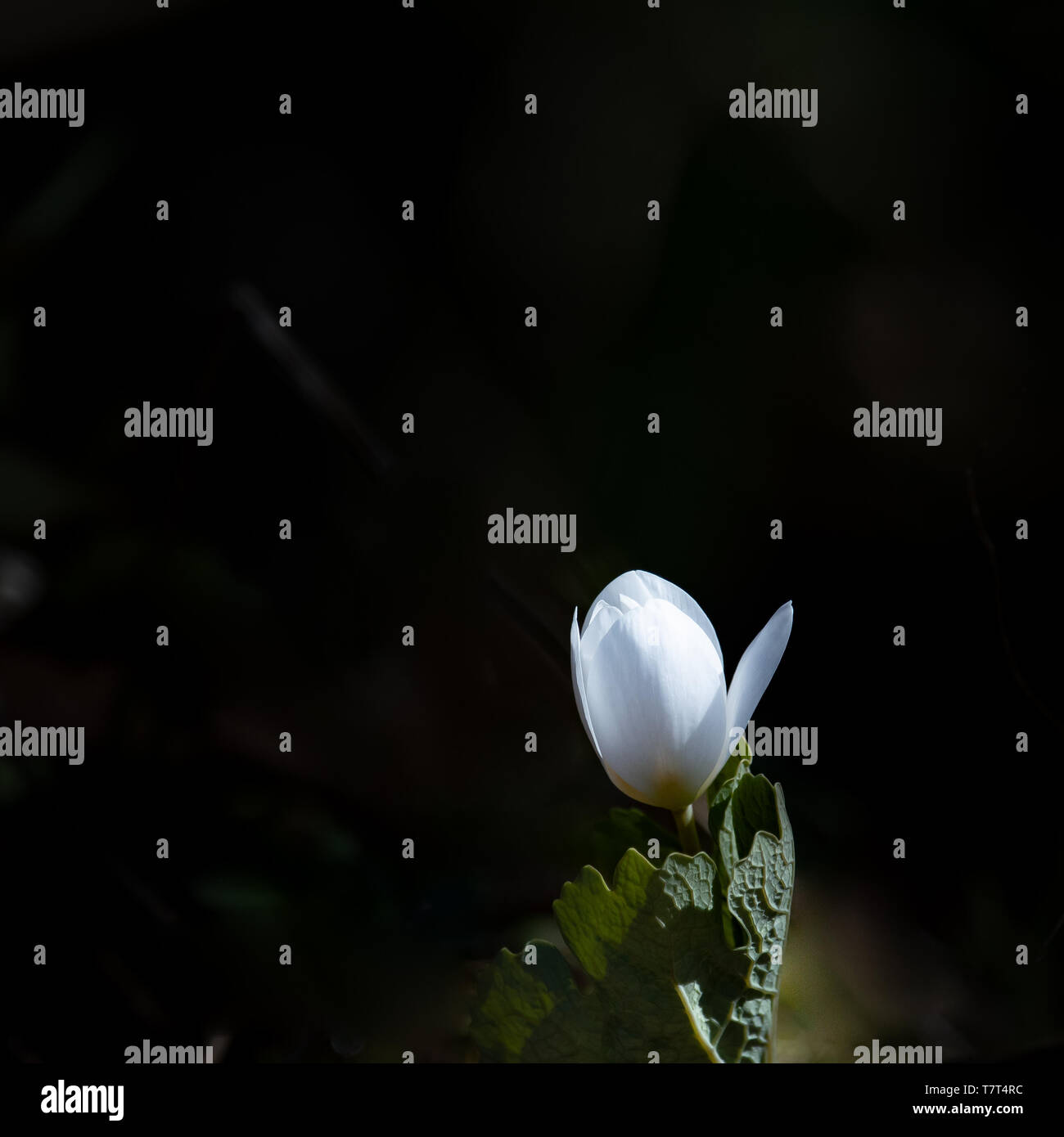 A bloodroot flower, Sanguinaria canadensis, opening up in the shadows to a ray of sunlight. Stock Photo